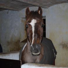 Anden særlig race Charlie *B-PONY* **R.I.P D. 13.03.2012**