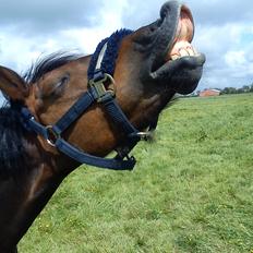 Welsh Pony (sec B) misty