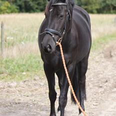 DSP Lille Asserholt Infinity