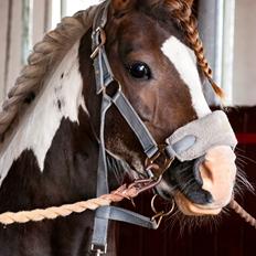 Anden særlig race Funny Spot