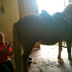 Islænder Saga fra nr felding 11