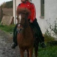 Islænder Saga fra nr felding 11