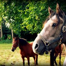 Connemara Guinness Dark Surprise