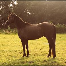 Connemara Guinness Dark Surprise