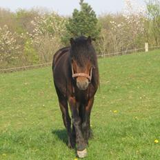Dartmoor Cayberry Dark Gale