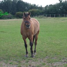 Anden særlig race Nigella