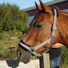 Tysk Sportspony Celette