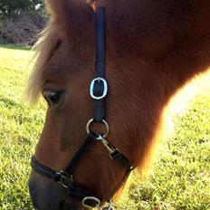 Shetlænder Solgårdens Lotte "Flotte Lotte" <3