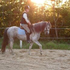 Anden særlig race Mollie 