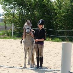 Anden særlig race Mollie 