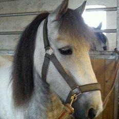 Anden særlig race Mollie 