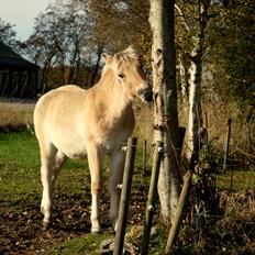 Fjordhest Klostermarkens Freja
