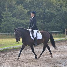 New Forest Krondalens Dropan
