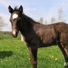 Welsh Cob (sec D) Fronerthig Brenin Arthur RIP