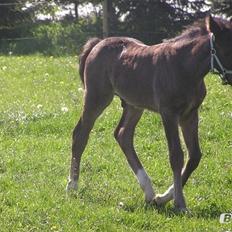 Welsh Cob (sec D) Fronerthig Brenin Arthur RIP