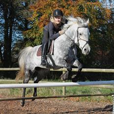 Anden særlig race Casiopaja