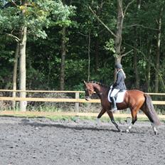 Polsk Varmblod Bielins Cyrenajka