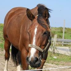 Polsk Varmblod Bielins Cyrenajka