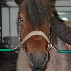 Belgier Emil af kølvringgaarde