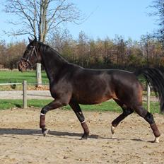 Dansk Varmblod Birkevangens Breezer