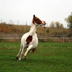 Pinto Indian fire dancer PIN 774.( Tidligere hest?
