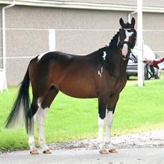 Pinto GOLFINO ( EU Hingst )