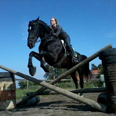 Oldenborg Charmeur *Hingst*