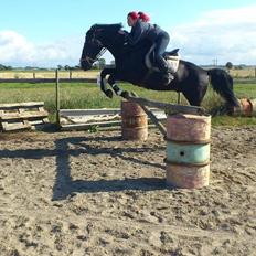 Oldenborg Charmeur *Hingst*