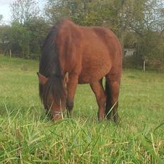 Anden særlig race Nellebjerggård's Annabell (lillepigen)