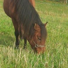Anden særlig race Nellebjerggård's Annabell (lillepigen)