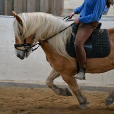 Haflinger Harald