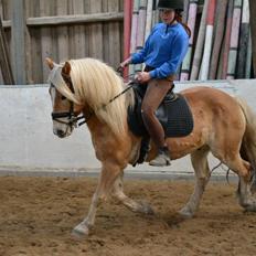 Haflinger Harald