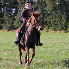 Hollandsk Sportspony Trulli