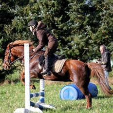 Hollandsk Sportspony Trulli