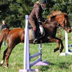 Hollandsk Sportspony Trulli