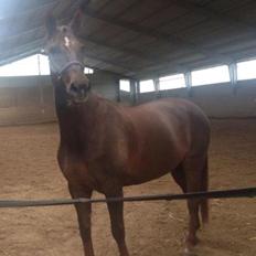 Hannoveraner Lianise (Prinsessen)