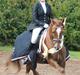 Welsh Cob (sec D) Fronerthig Red Hot Chili