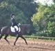 New Forest Krondalens Alymet