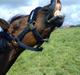 Welsh Pony (sec B) misty