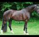 Welsh Cob (sec D) Fronerthig Brenin Arthur RIP