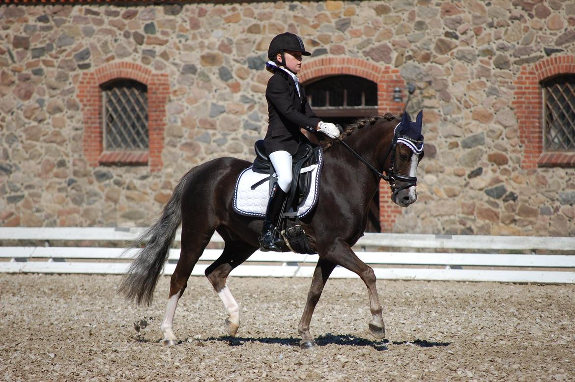Welsh Pony (sec B) Silver A-pony billede 19