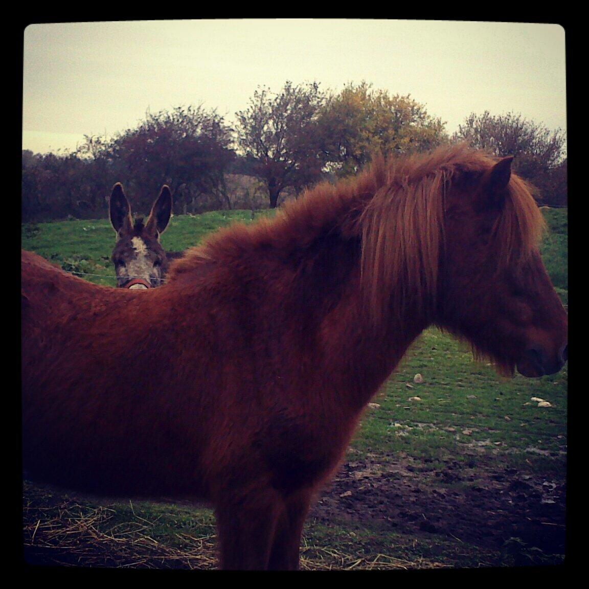 Islænder Musse billede 2