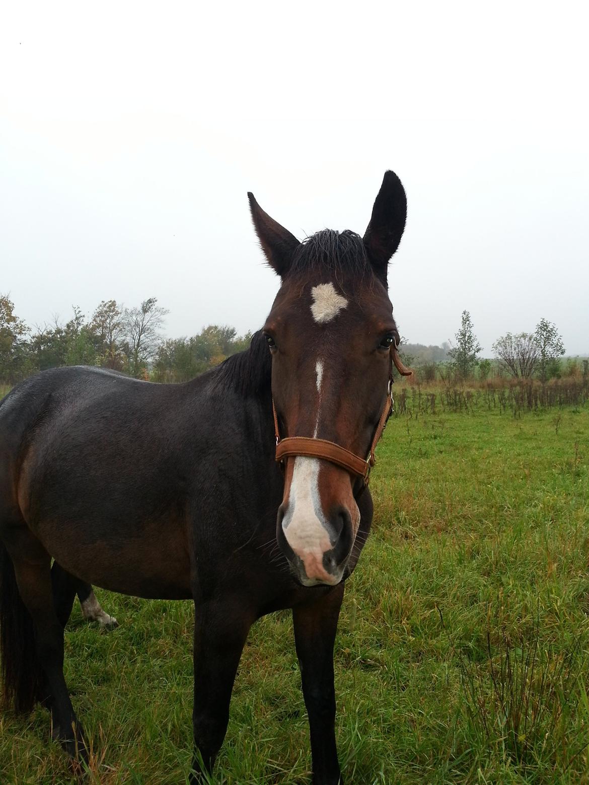 Dansk Varmblod Molly billede 1