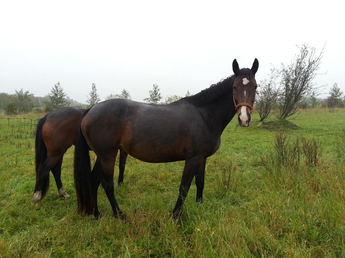 Dansk Varmblod Molly billede 2