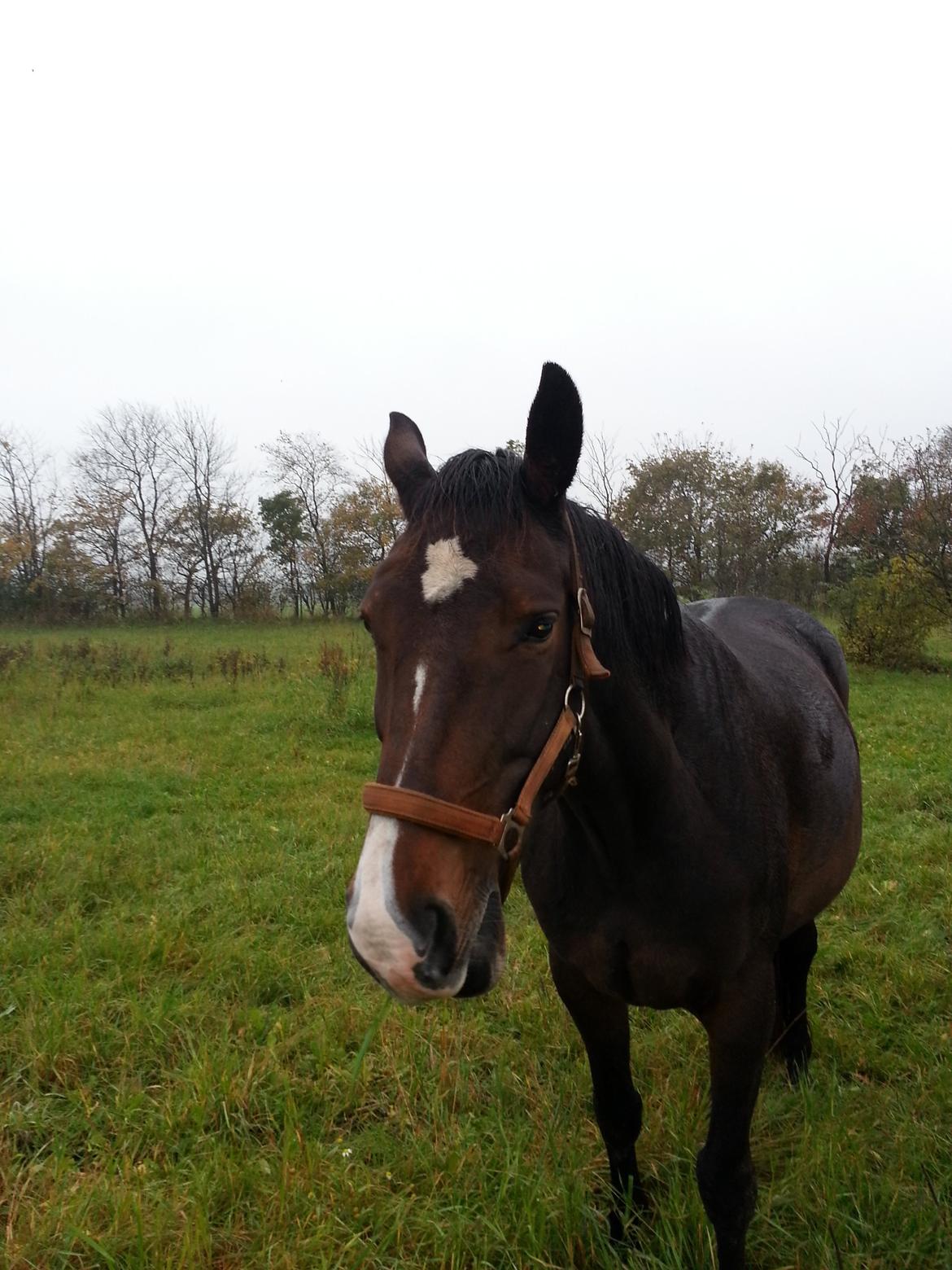 Dansk Varmblod Molly billede 3