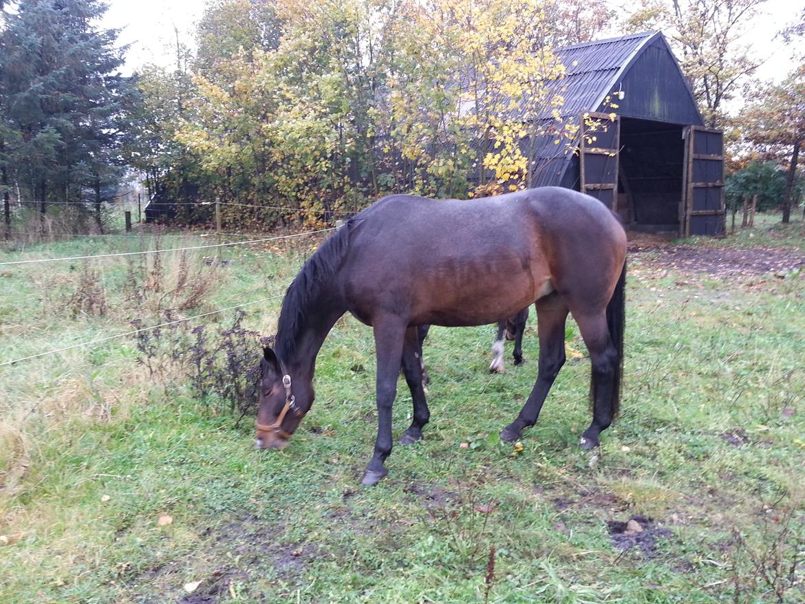 Dansk Varmblod Molly billede 5