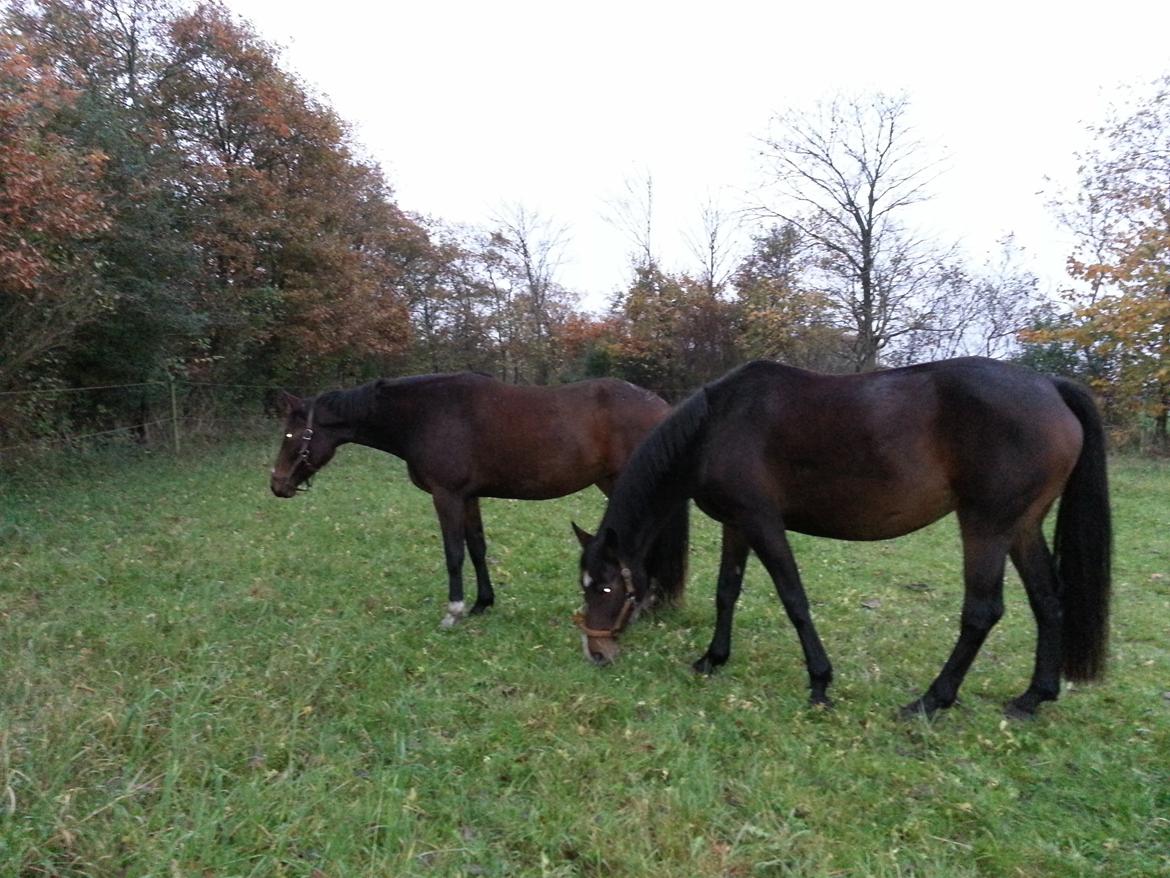 Dansk Varmblod Molly billede 6