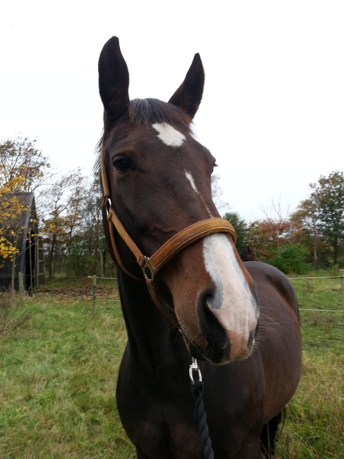 Dansk Varmblod Molly billede 7