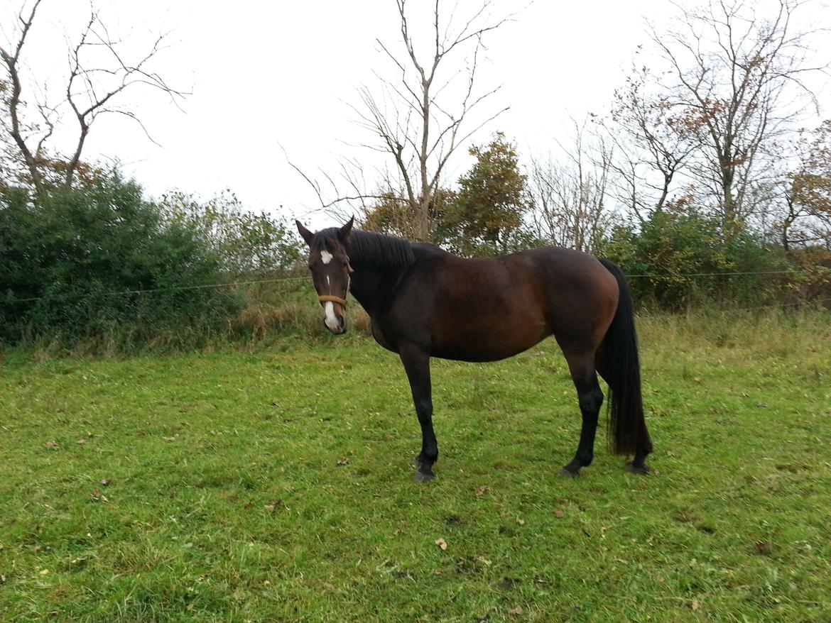 Dansk Varmblod Molly billede 8