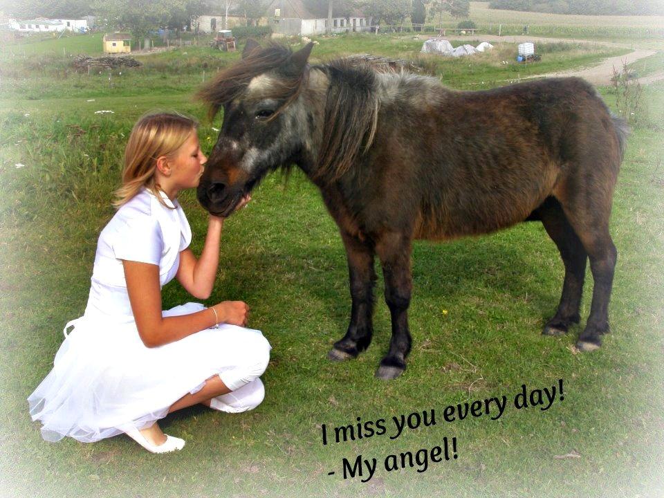 Shetlænder Bamse *R.I.P* 26/1 2012 :/ - Der går ikke en dag uden at jeg savner eller tænker på dig! :/
Hvil i fred, min lille engel! <3 billede 1